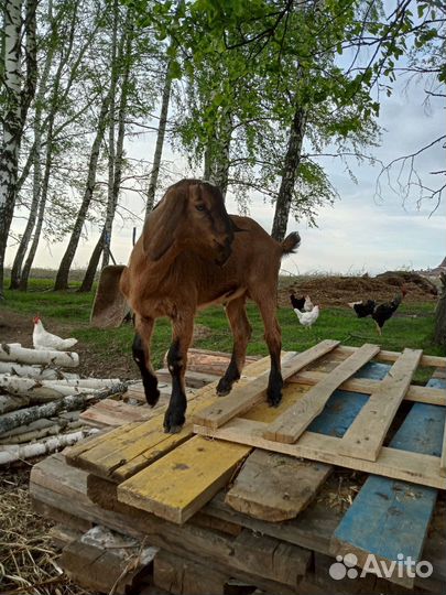 Нубийские козлята