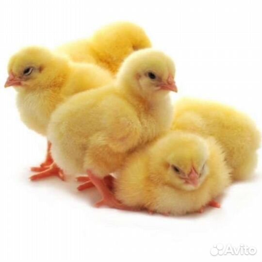 Фабричное инкубационное яйцо