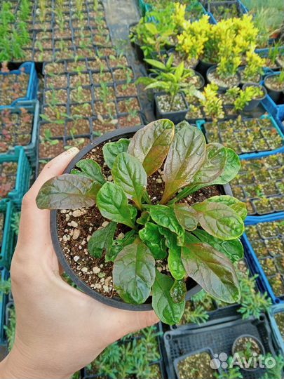 Живучка ползучая в ассортименте