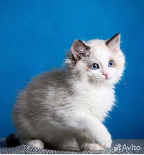 Котята рэгдолл