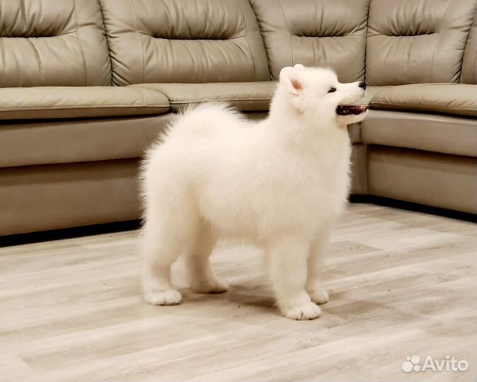 Самоед девочка от титулованных родителей