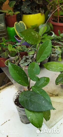 Комнатные растения