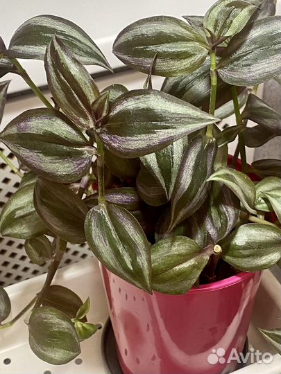 Традесканция Комнатные растения