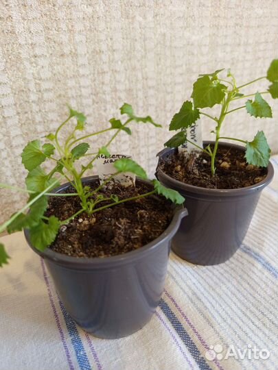 Кампанула махровая