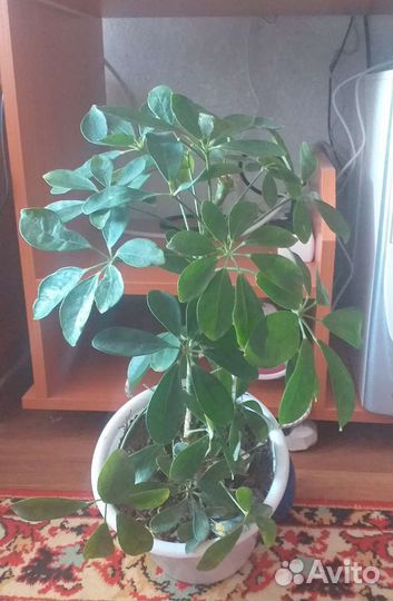 Шеффлера. Высота 35 см