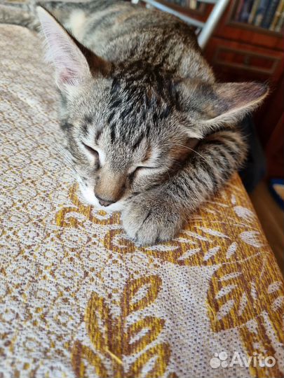 Котенок (кошка)