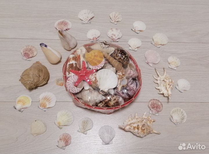 Морские ракушки