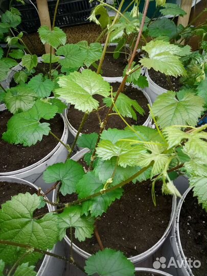 Саженцы винограда