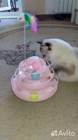 Игрушка для кошек