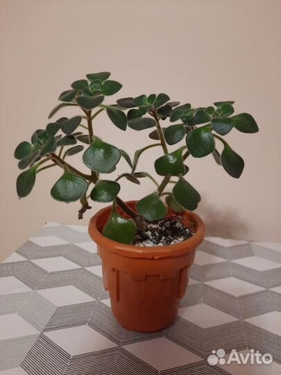 Суккуленты