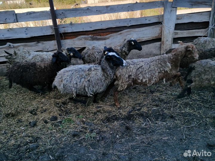 Овцы Барашки