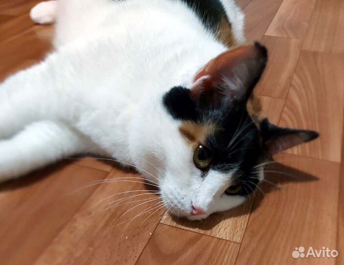 Ириска, пухленькая трехцветочка в дар