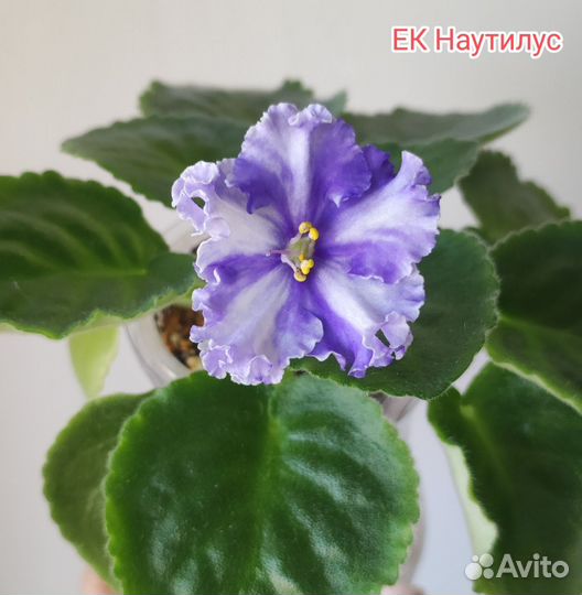 Листики сортовых фиалок