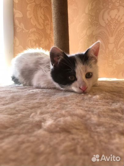 Котенок ищет дом