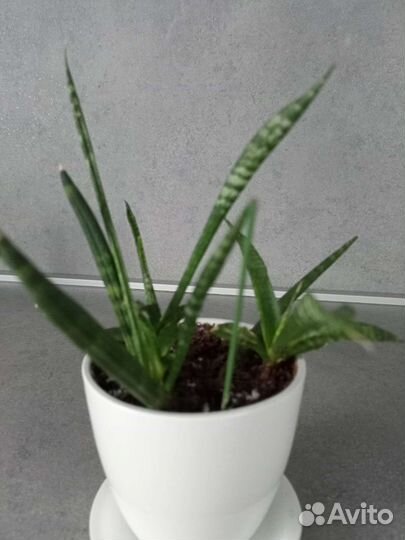 Сансевиерия цилиндрика