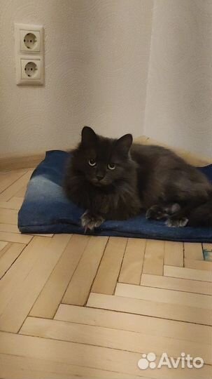 Кошка Нибелунг в дар