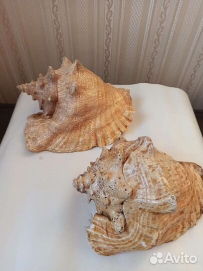 Большая морская раковина