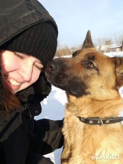 Услуги кинолога