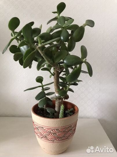 Комнатные цветы