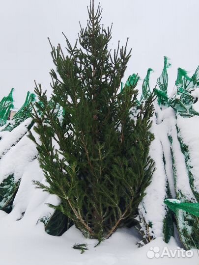 Живые елки на новый год