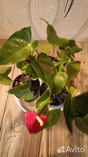 Комнатные цветы Антуриум