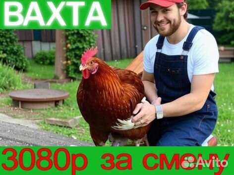 Работа вахтой с проживанием ловец кур