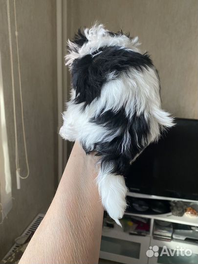 Собака мальтипу мини