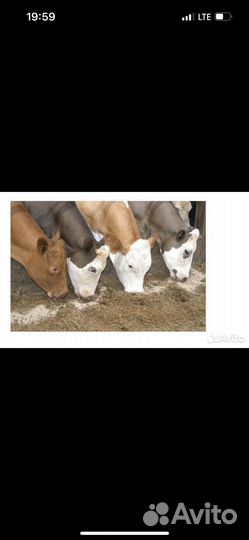 Пшеница ячмень