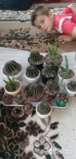 Кактус Эхинопсис трубкоцветковый