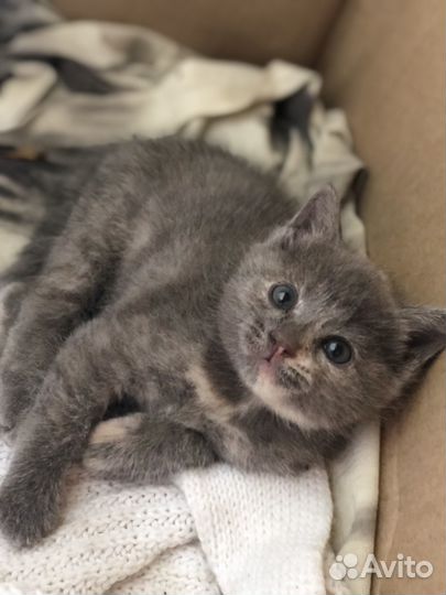 Котенок бесплатно