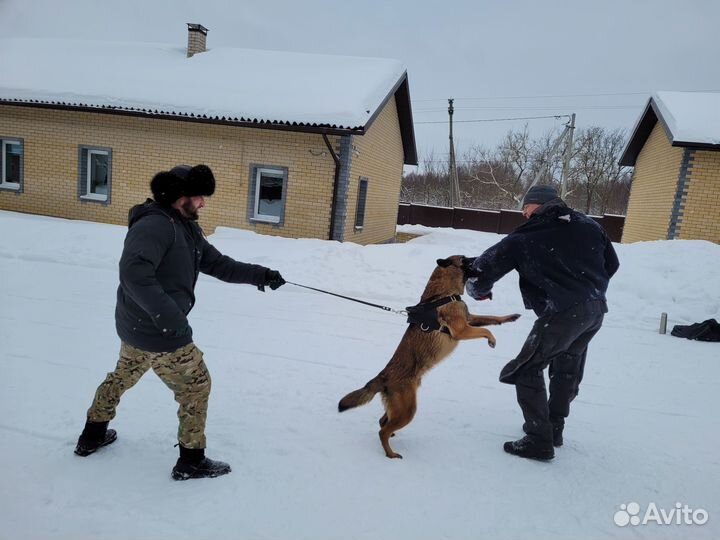 Дрессировка и воспитание собак
