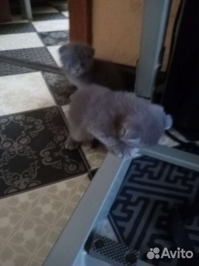 Британская