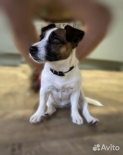 Собаки бесплатно