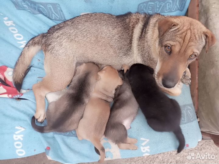 Щенок в добрые руки бесплатно