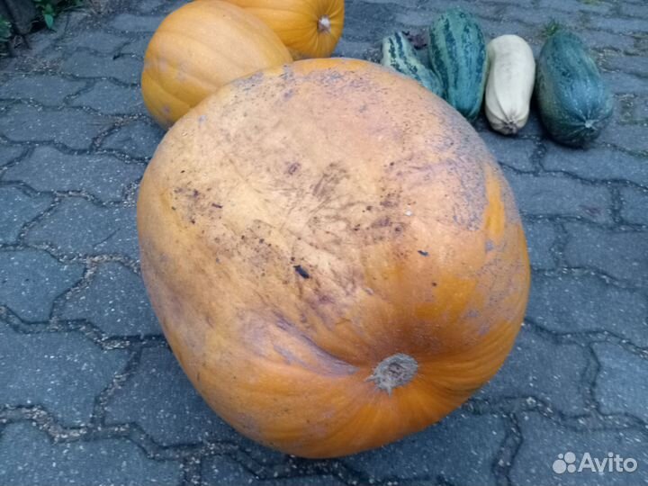 Тыква декоративная