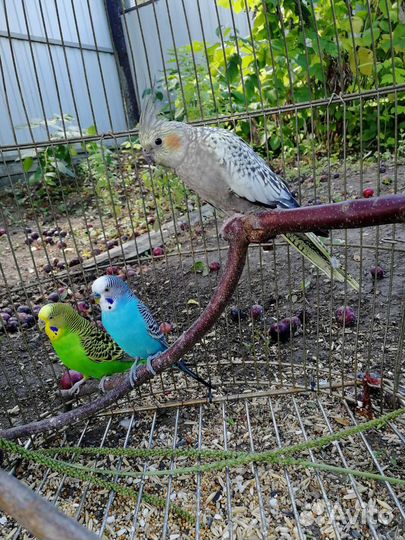 Волнистый попугай