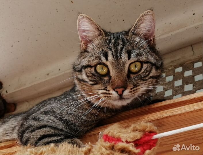 Котик шкодик