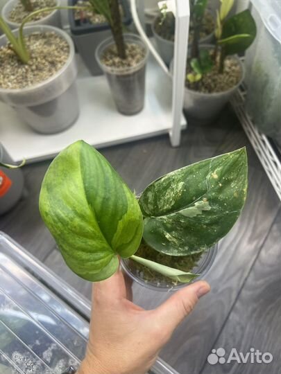 Сциндапсус жаде сатин вариегатный