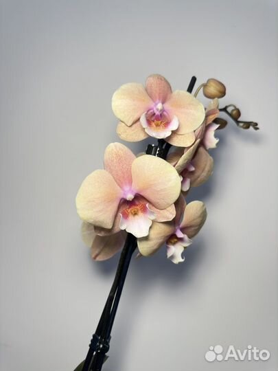 Орхидея фаленопсис