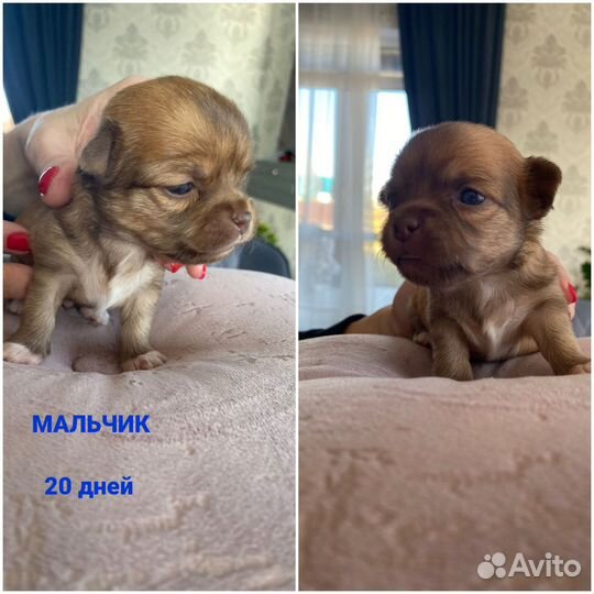 Продам щенков чихуахуа