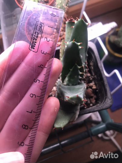 Алоэ акулеата, суккулент