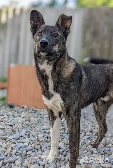 Красавец Балу ждёт хозяина