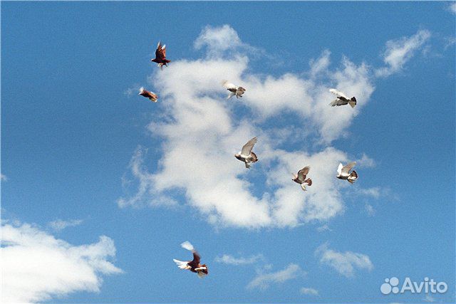 Бойные голуби