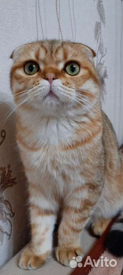 Шотландский кот вязка