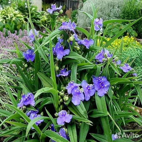 Традесканция садовая