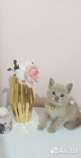 Котёнок