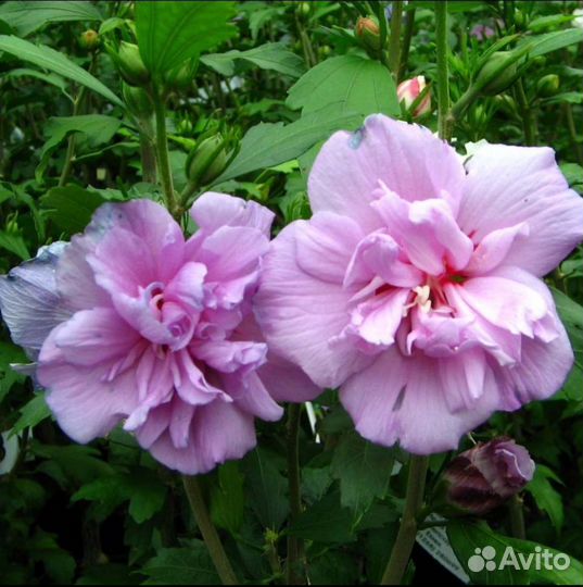 Гибискус сирийский Арденс (зкс)