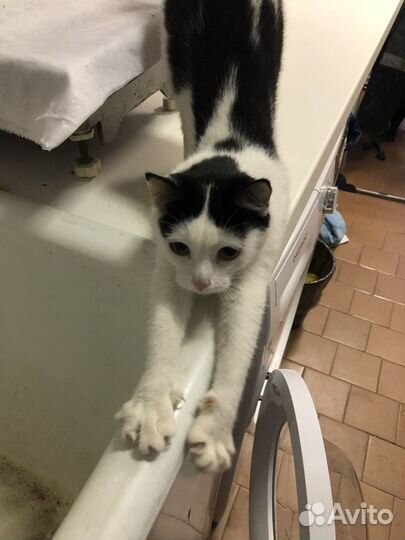 Кошка бесплатно