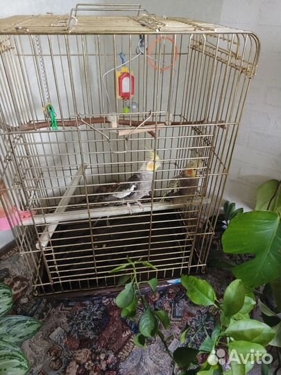 Попугай корелла