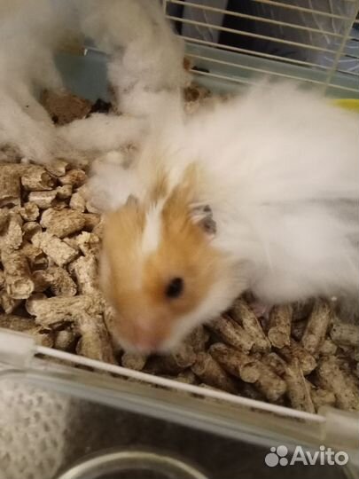 Ангорский хомяк